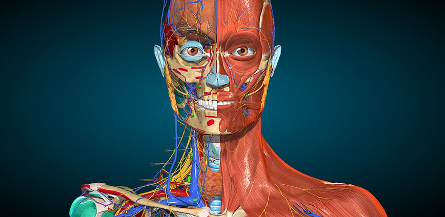 Anatomy Learning – 3D Anatomy